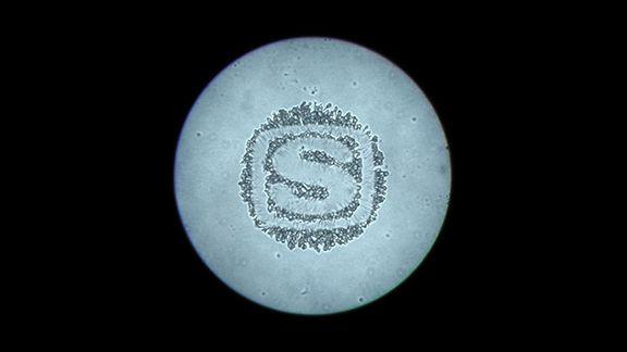 株式会社 スペースシャワーネットワーク SPERM DANCE / <br>SPERM VISUALIZER